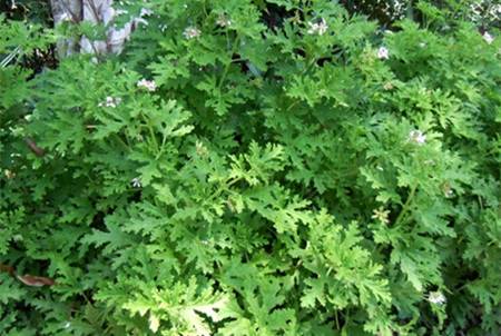 別墅庭院用驅(qū)蚊草 別墅庭院用驅(qū)蚊草