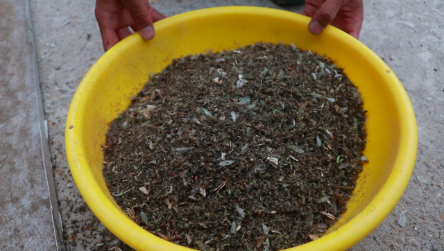 戶外太陽(yáng)能滅蚊燈清理出來(lái)的蚊蟲